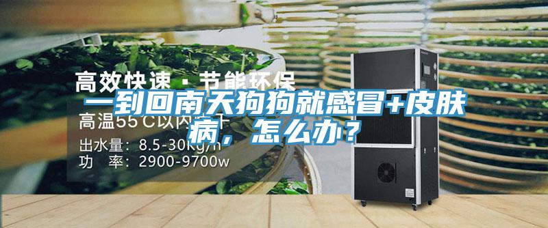 一到回南天狗狗就感冒+皮膚病，怎么辦？