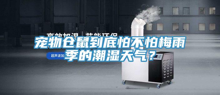 寵物倉鼠到底怕不怕梅雨季的潮濕天氣？