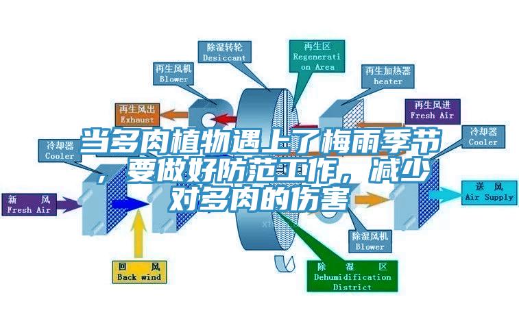 當(dāng)多肉植物遇上了梅雨季節(jié)，要做好防范工作，減少對(duì)多肉的傷害