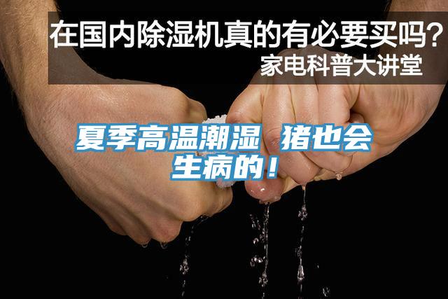 夏季高溫潮濕 豬也會生病的！