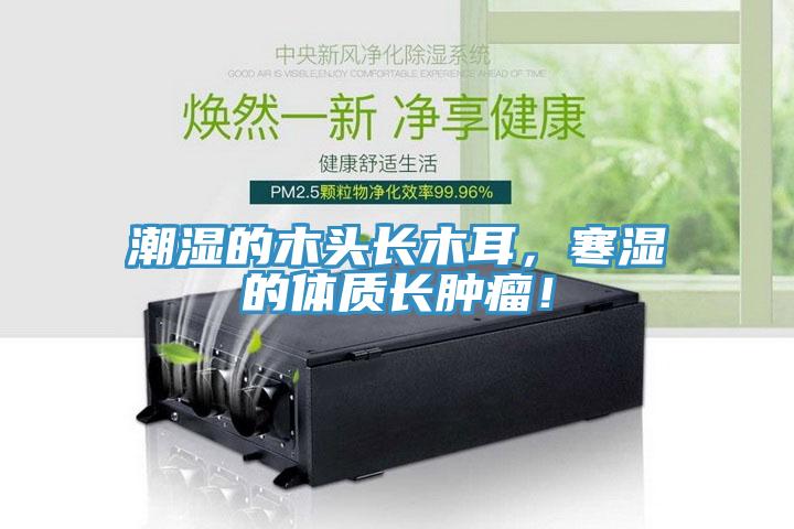 潮濕的木頭長木耳，寒濕的體質長腫瘤！