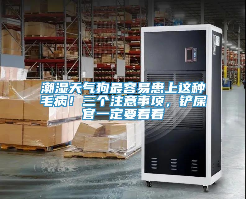 潮濕天氣狗最容易患上這種毛病！三個(gè)注意事項(xiàng)，鏟屎官一定要看看