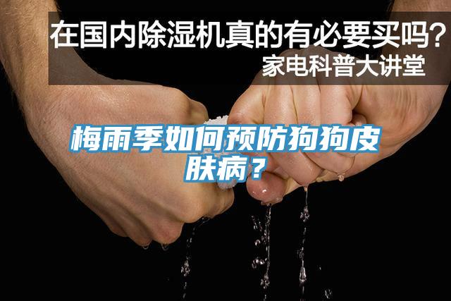 梅雨季如何預(yù)防狗狗皮膚??？