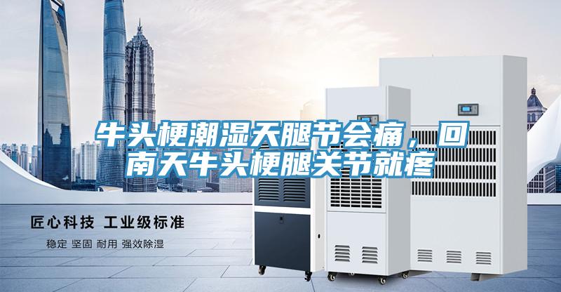 牛頭梗潮濕天腿節(jié)會痛，回南天牛頭梗腿關(guān)節(jié)就疼