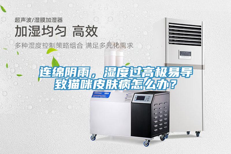 連綿陰雨，濕度過高極易導致貓咪皮膚病怎么辦？