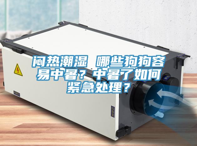 悶熱潮濕 哪些狗狗容易中暑？中暑了如何緊急處理？