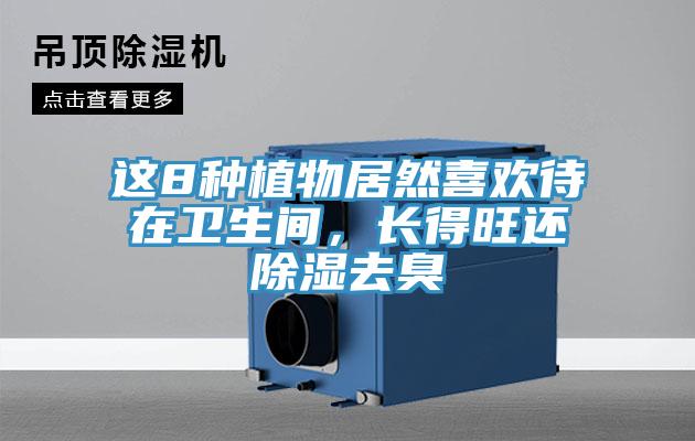 這8種植物居然喜歡待在衛(wèi)生間，長得旺還除濕去臭