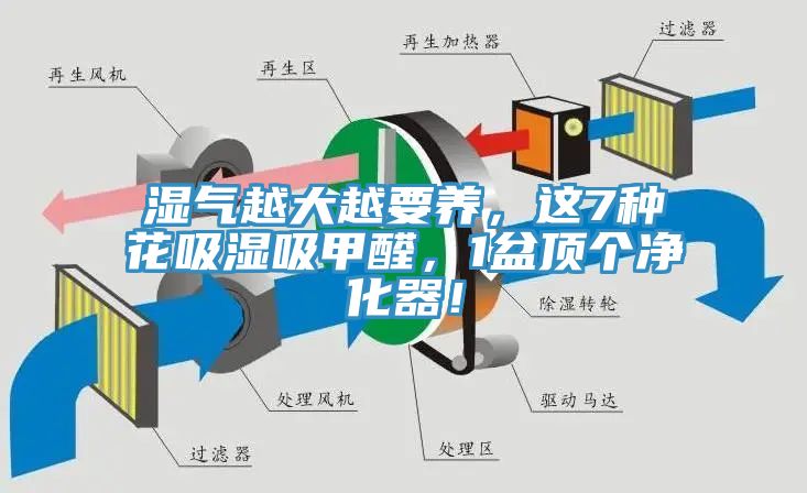濕氣越大越要養(yǎng)，這7種花吸濕吸甲醛，1盆頂個(gè)凈化器！