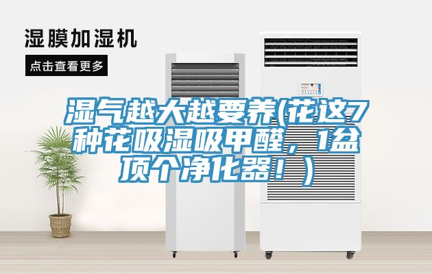 濕氣越大越要養(yǎng)(花這7種花吸濕吸甲醛，1盆頂個(gè)凈化器！)