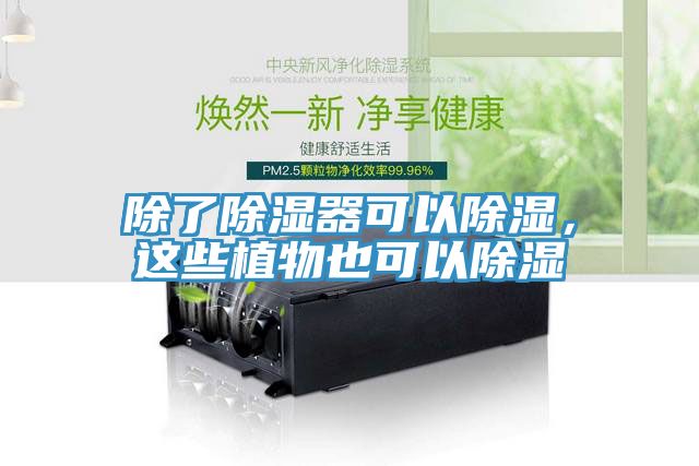 除了除濕器可以除濕，這些植物也可以除濕